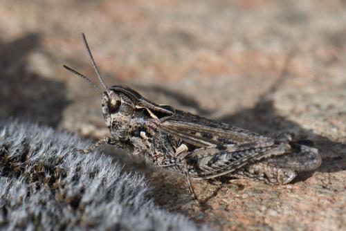 Omocestus sp.